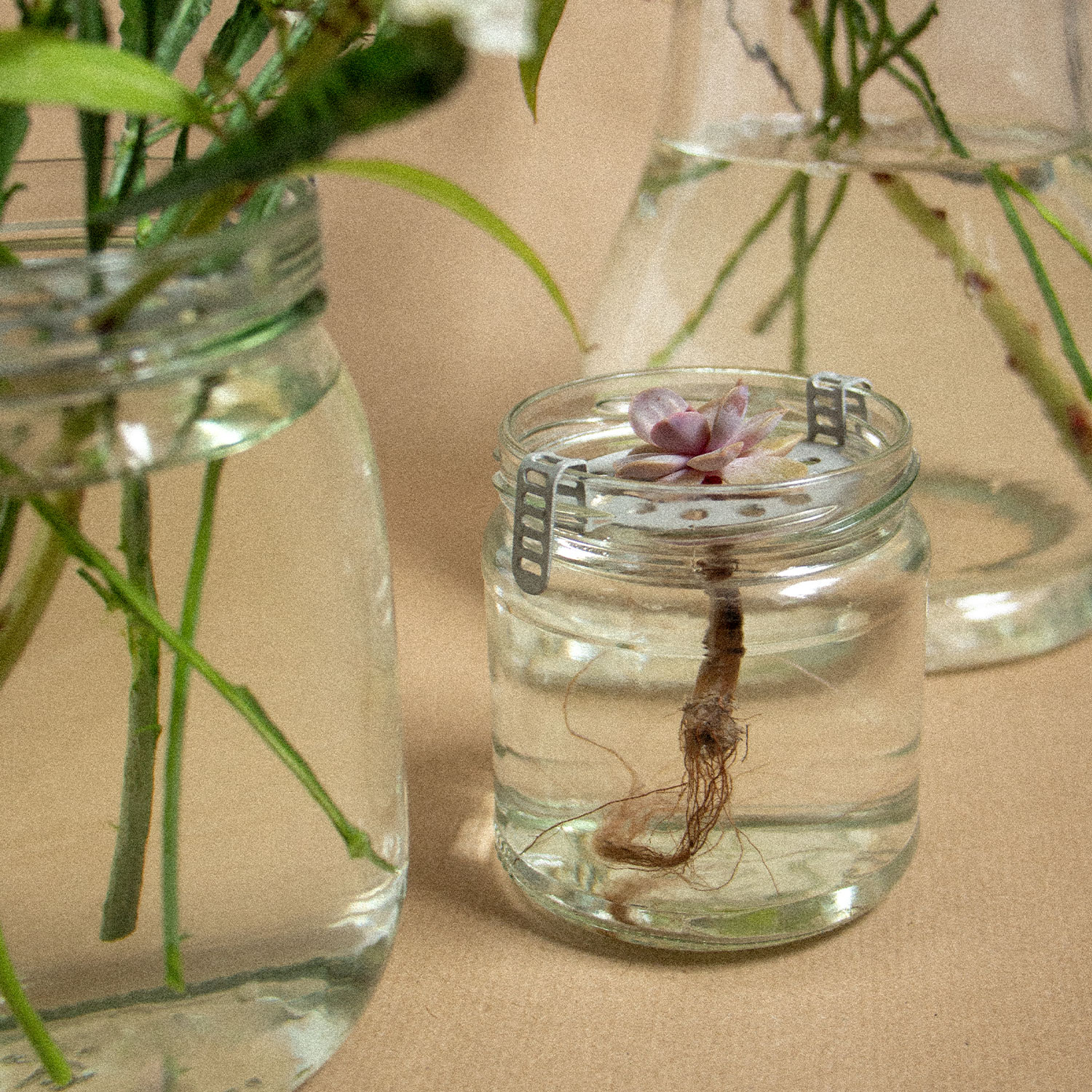 RE:KEBANA - recycled jar used as germination glass